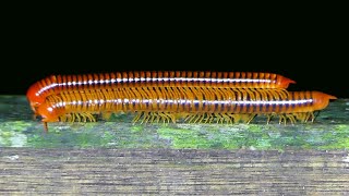 Millipedes mating at Mulu National Park at night SHORTS [upl. by Clintock]