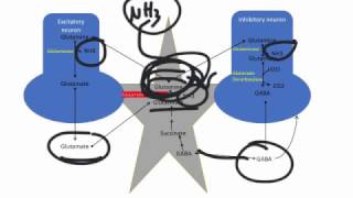 Hepatic Encephalopathy Pathogenesis and Treatment [upl. by Baoj647]