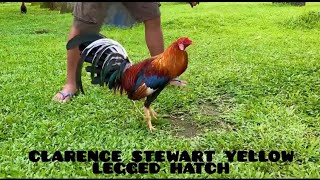 Clarence Stewart Yellow Legged Hatch gamefowl roundhead [upl. by Rosena545]