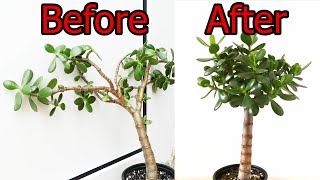 How To Prune And Straighten A Jade Plant Crassula ovata [upl. by Somisareg]