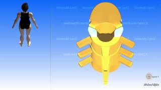 The thoracic vertebra and the mobility of the thoracic region [upl. by Luana362]