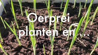 Inis Moestuin 204  Oerprei planten en verschil met olifantenknoflook amp kun je nog uien zaaien [upl. by Sair]