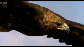 Eagle vs Hare  Predators  BBC Earth [upl. by Rasmussen517]