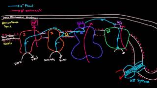 Electron Transport Chain Part 3 of 3  Oxidative Phosphorylation Chemiosmosis ATP Synthase [upl. by Howie255]