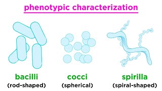 Microorganisms  Friend and Foe Class 8 Science Part1 [upl. by Mayhew15]