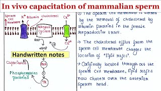 In vivo capacitation of mammalian sperm  Handwritten notes [upl. by Sanalda653]