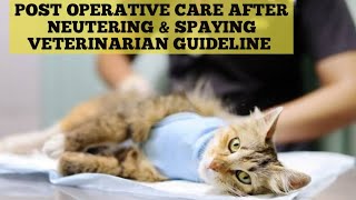 How to take care of cats after spay and neuter  Spay and neuter care of cats [upl. by Cynth]