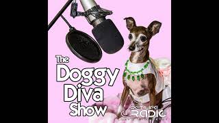 The Doggy Diva Show  Episode 115 Fun Cat Games  Dog Indoor Activities [upl. by Tyson]