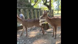 Politely bowing deer in Nara Park Japan deer narapark Japan [upl. by Salvidor]