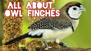 ALL ABOUT OWL FINCHES [upl. by Nyliac601]