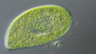 Paramecium bursaria [upl. by Aimahc893]