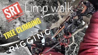 SRT Tree Climbing  Limp Walk  Light Rigging  Bulldog Bone  Roco Tree Service GoPro Arborist 空師 [upl. by Julieta720]