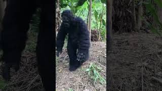 Gorillas fight over fruit with humans shorts survival gorilla wildlife [upl. by Peggi]