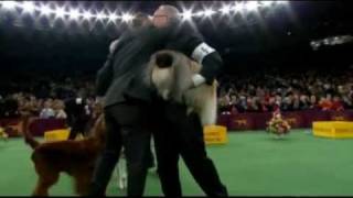 Pekingese wins top prize at Americas Westminster Kennel Club dog show [upl. by Shirley]