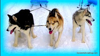 HUSKIES NEW SLED [upl. by Mundt]