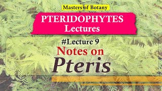 Lecture 9  Pteris Life Cycle  Pteridophyta Lecture Notes [upl. by Malinde]