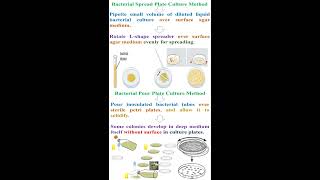 Different between Bacterial Spread Plate and Pour Plate Culture Methods geneticteacher [upl. by Edmee]