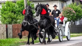 TRASURA CU CAI PENTRU NUNTA  Domeniul Cailor Bucovina 2018 [upl. by Irrehc66]