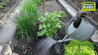 Schwarze Johannisbeeren einpflanzen im Garten I PflannzenKölle [upl. by Einahpet]