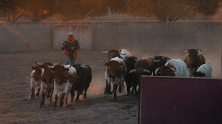 El espectacular EMBARQUE de los novillos de LA CAMPANA para la semifinal de Sahagún [upl. by Crow]