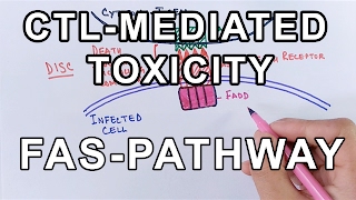 Mechanism of CELL MEDIATED TOXICITY [upl. by Vidovic975]