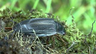 metamorphosis of Dytiscus marginalis [upl. by Noyad]