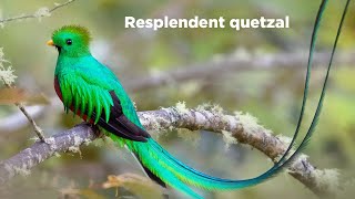 Birds of the World  30  Resplendent quetzal  Resplendent trogon  Trogon  Birds of South America [upl. by Aneev]