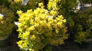 Golden Euonymus [upl. by Joanna]