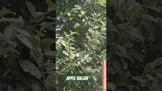 Kashmir apple Bagan supen [upl. by Orme882]