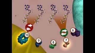 Glycolysis An Overview [upl. by Atined]