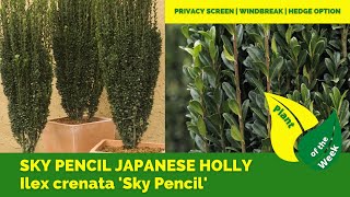 SKY PENCIL JAPANESE HOLLY  Ilex crenata Sky Pencil  Monrovia Collection [upl. by Luhar]