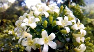 Murraya paniculata ඇට්ටෙරියා SRI LANKAN NAMEATTERIYA [upl. by Lower]