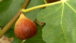 How to Pick Figs  P Allen Smith Classics [upl. by Nevad8]