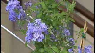 CIFO  Ascolta le tue piante  Il Plumbago [upl. by Kandace]