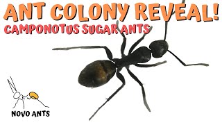 Ant Colony 3 REVEAL  carpenter ants  Camponotus Aeneopilosus  Carpenter ants [upl. by Stickney226]