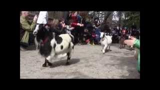 Running of the Goats Beacon Hill Park Victoria BC [upl. by Auhoj]