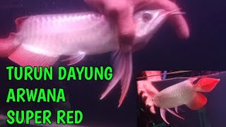 Cara dan proses turun dayung ikan arwana super redアロワナ魚 [upl. by Sarid371]