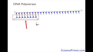 DNA polymerase Overview [upl. by Aiseneg322]