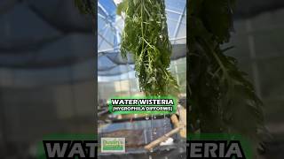 WATER WISTERIA AKA THE HARDIEST HYGROPHILA HYGROPHILA DIFFORMIS Aquarium Plant For Sale [upl. by Kieran]