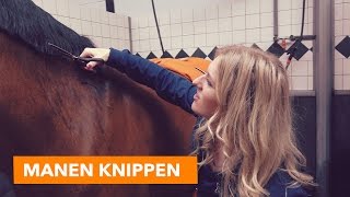 Manen knippen met Eve  PaardenpraatTV [upl. by Brodench688]