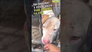 NOS ROBAMOS A ESTE PERRITO PARA SALVARLE LA VIDA perros respetoanimal animales dog rescates [upl. by Jorie692]