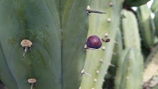 Blueberry cactus Myrtillocactus geometrizans fruits kinda do taste like blueberries [upl. by Cele507]