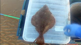 PART 12 BEACH TRAMMEL NETTING BIG PLAICE BIG BULL HUSS BASS FLOUNDER ECT [upl. by Leahcimnaes417]