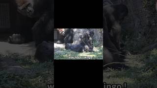 little gorilla mimics silverback 🤣 gorillatag 金剛猩猩 台北市立動物園 shorts [upl. by Marget429]