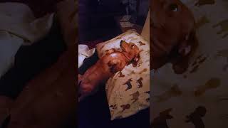 Hilarious Dachshund Gets Tucked Into Bed [upl. by Haleigh389]