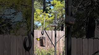 Pine warbler eating suet on 011624 shorts [upl. by Krahmer]