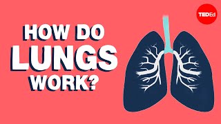 How do lungs work  Emma Bryce [upl. by Zoldi]