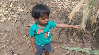 viraalvideo शेतकरीbrand आज आमची मका मोडायला सुरुवात केली 🌽🌽🌽🌽🌽🙄😱 [upl. by Eseila]