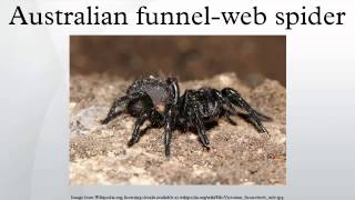 Australian funnelweb spider [upl. by Auqenahs]