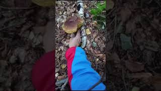 Ottobre Piemonte boletusedulis mushroom edulis fungi funghi nature porcini food piemonte [upl. by Airamana]